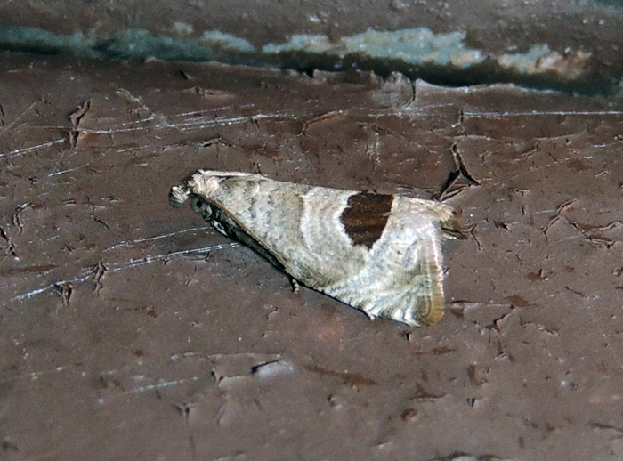 Notocelia uddmanniana Tortricidae